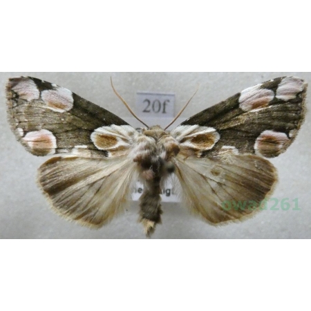 Thyatira batis (Linnaeus, 1758) Plamówka malinówka Czech20f